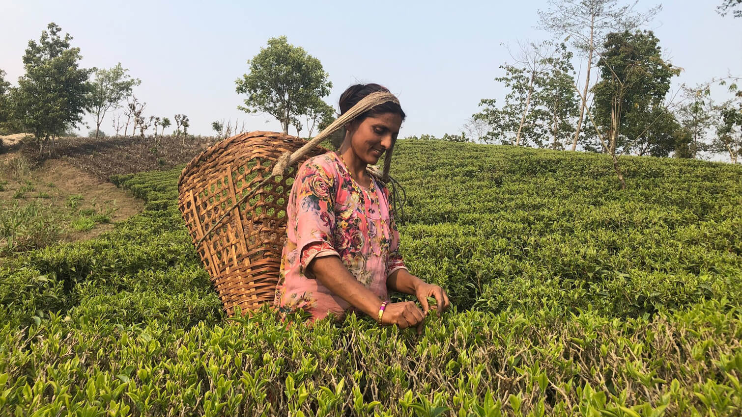 Productrice thÃ© bleu oolong coopÃ©rative UCCHA PAHADI au NÃ©pal